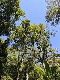 版納雨林徒步 ｜和世界失聯的四小時