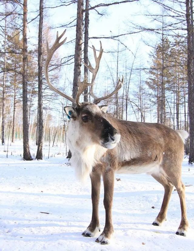 零下 30℃的北極村,除了極寒還有什麼? 零下 30℃的北極村,除了極寒還有什麼?