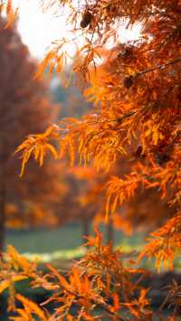 住對酒店,連散步都藏著極致浪漫