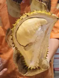 北京湯泉在藝術館裡實現榴槤車厘子自由