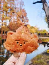 共青華明橋|水杉紅透秋意濃