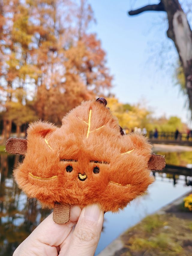 共青華明橋|水杉紅透秋意濃 共青華明橋|水杉紅透秋意濃