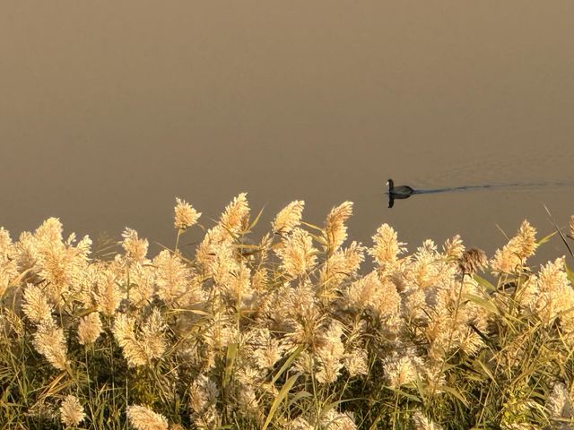 敦煌月牙泉|鳴沙山環抱的沙漠新月 敦煌月牙泉|鳴沙山環抱的沙漠新月