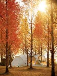 【上海1h直達·湖邊水杉秘境露營地】