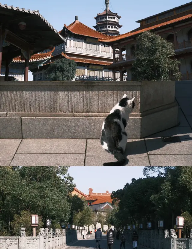 Enjoy Yangzhou Well, No Need to Wait Until March