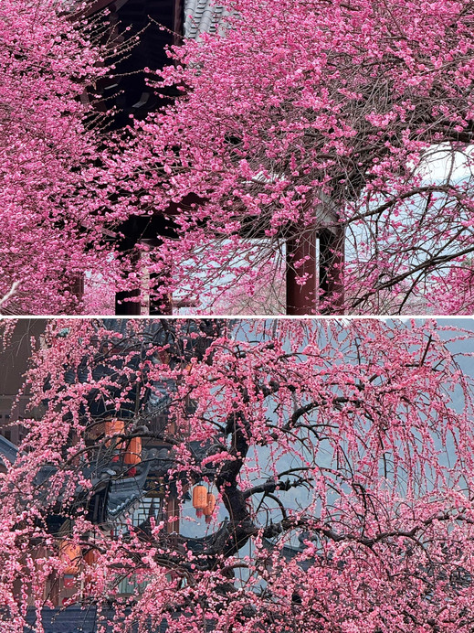 蘇州の梅は負けた！葛仙村こそ陶淵明の桃源郷 | Trip.com 崑山