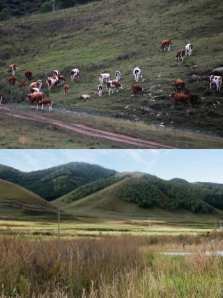 ウランチャブ 九龍湾 攻略 高山 草原 花盛り