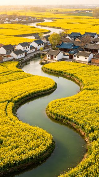 清明に天然の太極菜の花畑へ