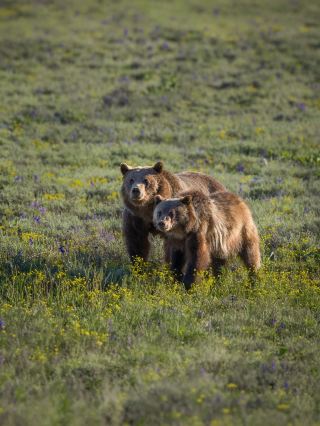Player's Choice! Yellowstone + Western USA 7-Day Mercedes Small Group Tour