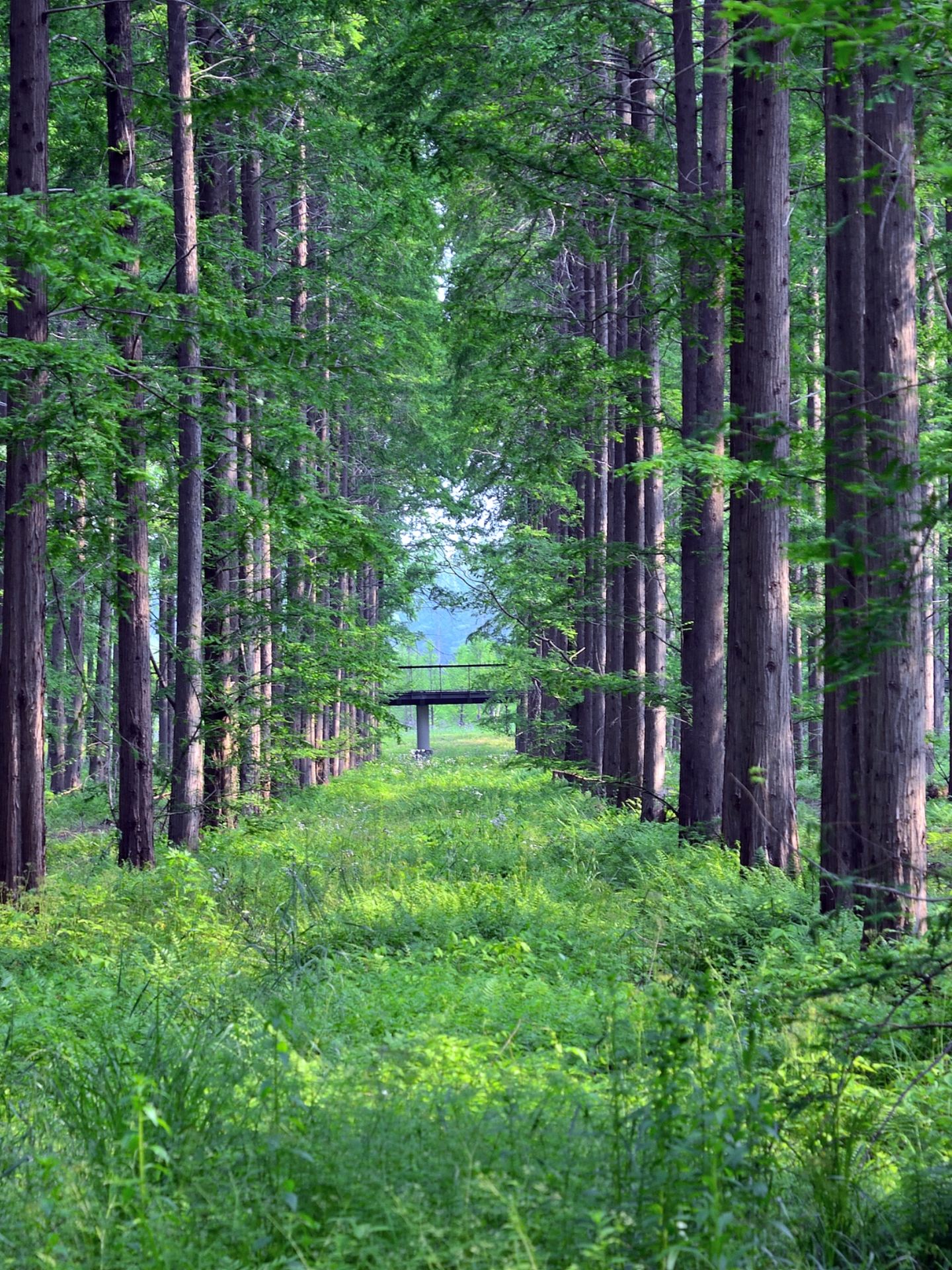 Don't just focus on Suzhou and Hangzhou! Yancheng's wetlands are the real treasure 