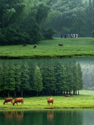 No need to travel all the way to Altay, Xinjiang: Anji Xiaohangkeng, a healing secret spot in the mountains