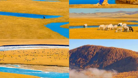 Life tip!! You must visit the Greater Khingan Mountains in autumn~ — traveler post in Mohe