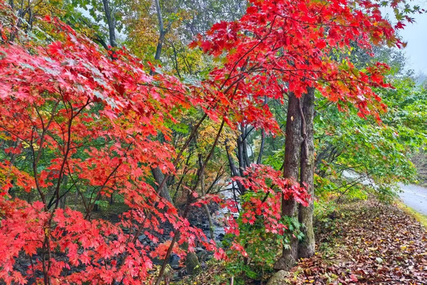 本渓の紅葉 9.27. 紅葉が色づきました。本渓へ紅葉を見に来る皆さん