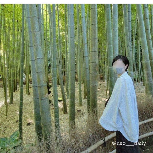 【鎌倉の代名詞🌿報国寺】