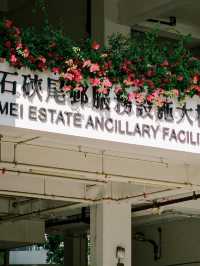 香港 | 春日裡的三角梅 尋找街邊春色