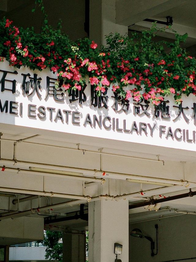 香港 | 春日裡的三角梅 尋找街邊春色