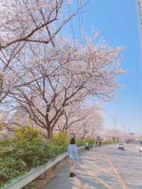 🌸대구 벚꽃 여행지 모음🌸