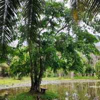 RELAXING NATURE PARK AT TAGUM CITY