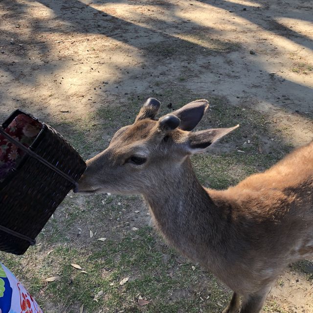 나라여행 가면 기모노 입고 사슴과 놀기!