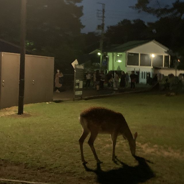 오사카 근교 나라공원 등불축제 🕯️