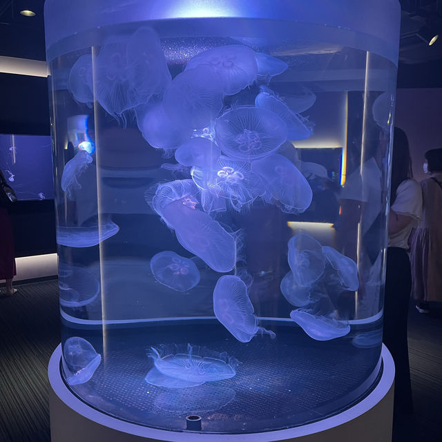 【香川】四国水族館🐬瀬戸内海の生き物に出会える