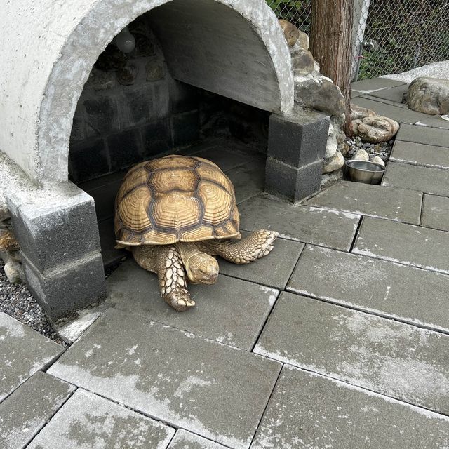 台灣宜蘭。親子農場玩樂