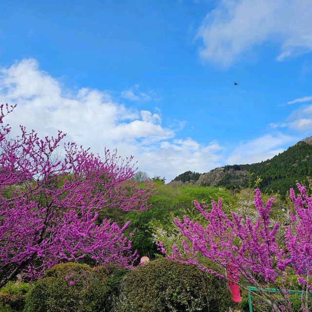 造就別府溫泉鄉的日本名山鶴見岳⛰️