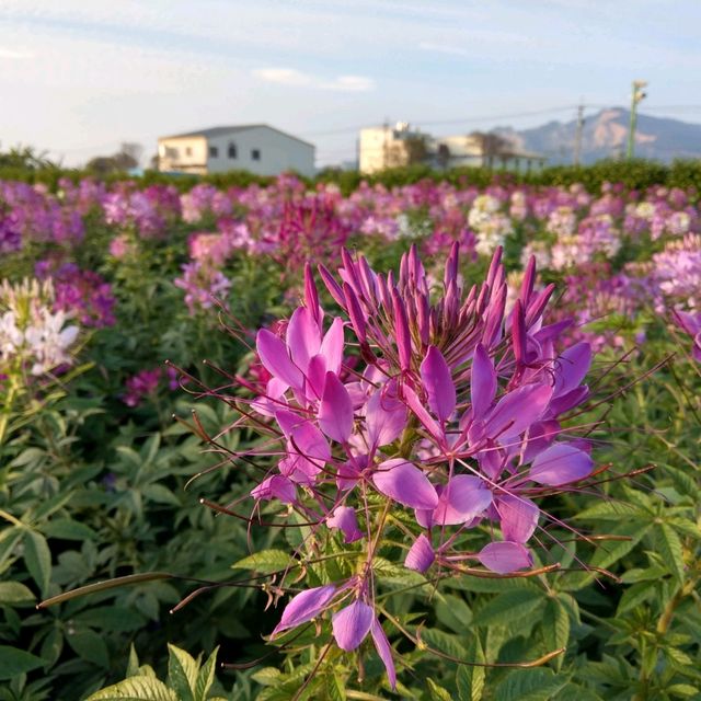 台中后里 | 中社花市，美麗的中部小花海