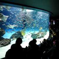 【海の世界】空飛ぶペンギン！サンシャイン水族館