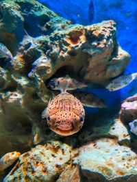 Largest aquarium in Vietnam @ Phu Quoc 