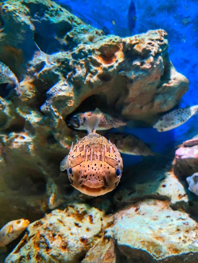 Largest aquarium in Vietnam @ Phu Quoc 