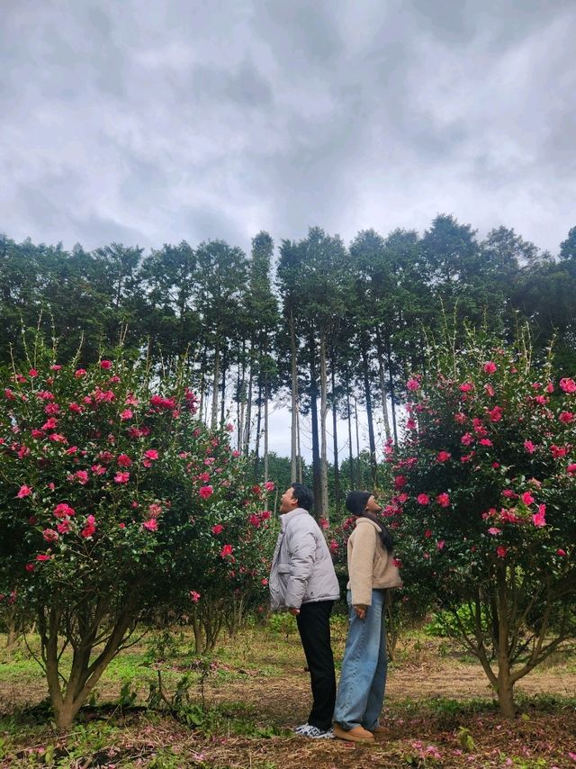 🌲포토스팟이 가득한 나만알고싶은 제주동쪽 "비밀의숲"🌲