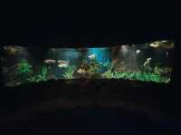 ท่องเที่ยวกับโลกใต้ท้องทะเล Underwater World ญาจาง