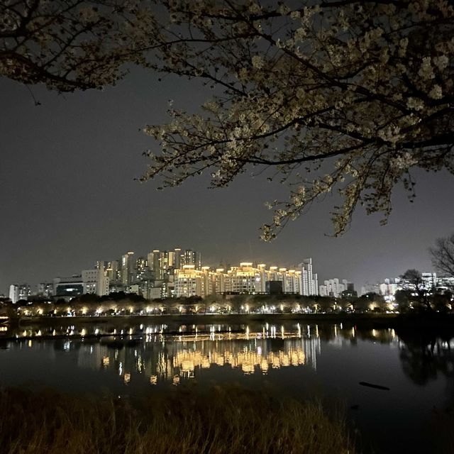 수원 벚꽃여행 🌸 바로 여기! ‘만석공원’ 