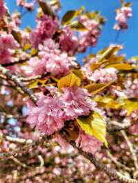 경주 불국사 겹벚꽃🌸엔딩은 이제 시작🩷