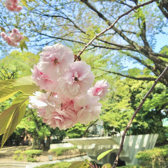 東京賞櫻攻略