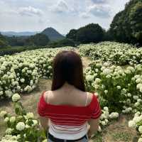 広島県　世羅　花夢の里　あじさい