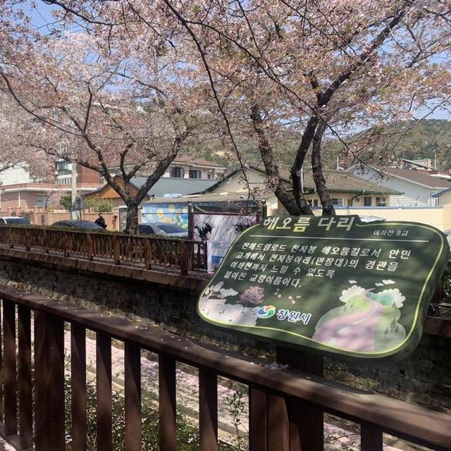 경남의 벚꽃명소 중 하나인, 진해 여좌천로망스다리