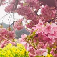 粉嫩優雅河津櫻🌸🌸🌸