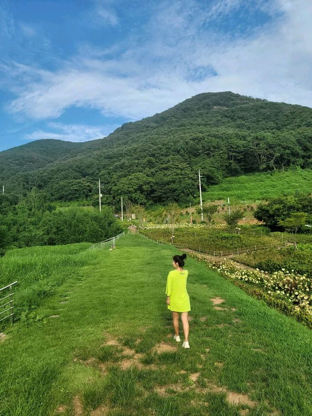 내년 수국시즌이 기대되는 가덕도 야생화단지💚