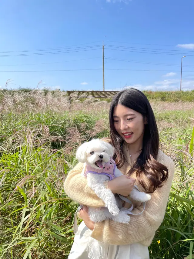 강아지와 여행지 추천 “신성리 갈대밭🌾“