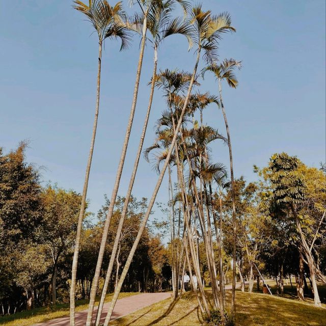 Lianhuashan Park, Shenzhen