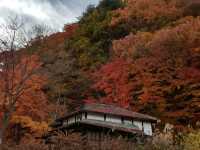 Autumn foliage at Fuji Kawaguchiko