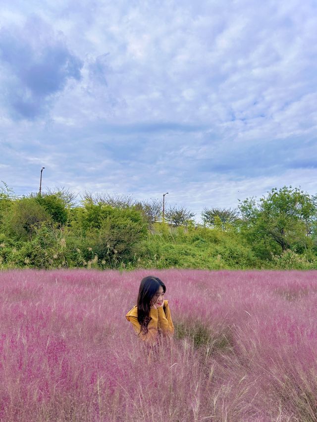 가을 느낌 낭낭한 대저 핑크뮬리&팜파스 군락지🌾