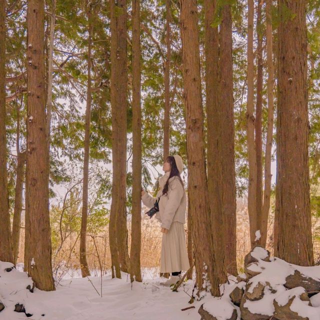 ❄️눈쌓인길 나무사이로 산책가능한곳 [제주, 샤이니숲길]🌲