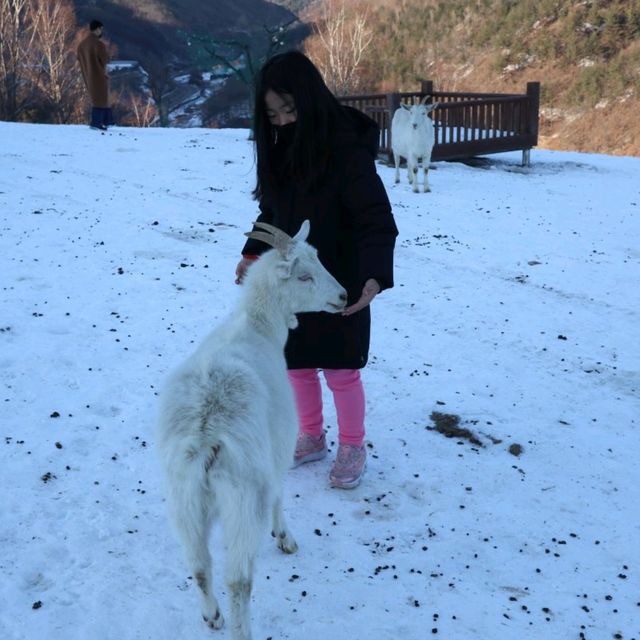 태백 겨울 가볼만한곳 몽토랑산양목장 