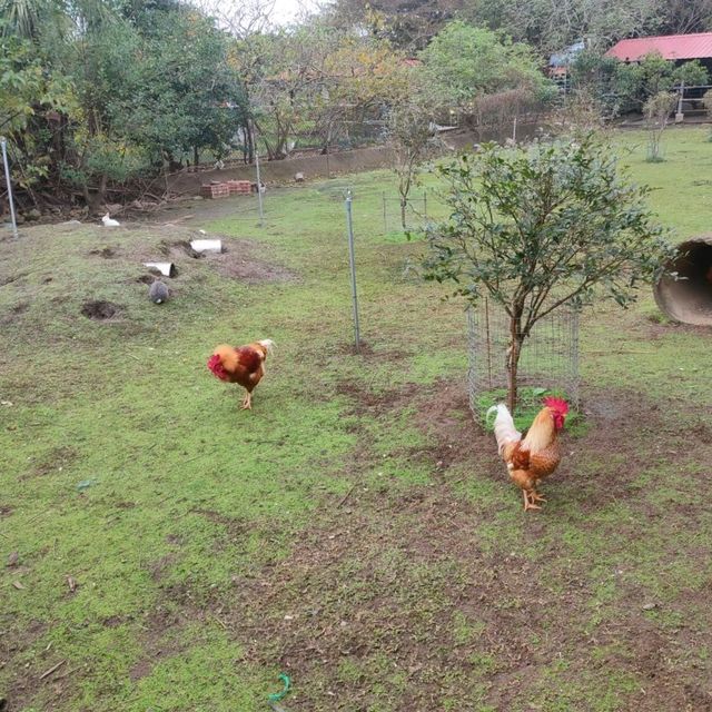 媲美動物園的台灣山豬城
