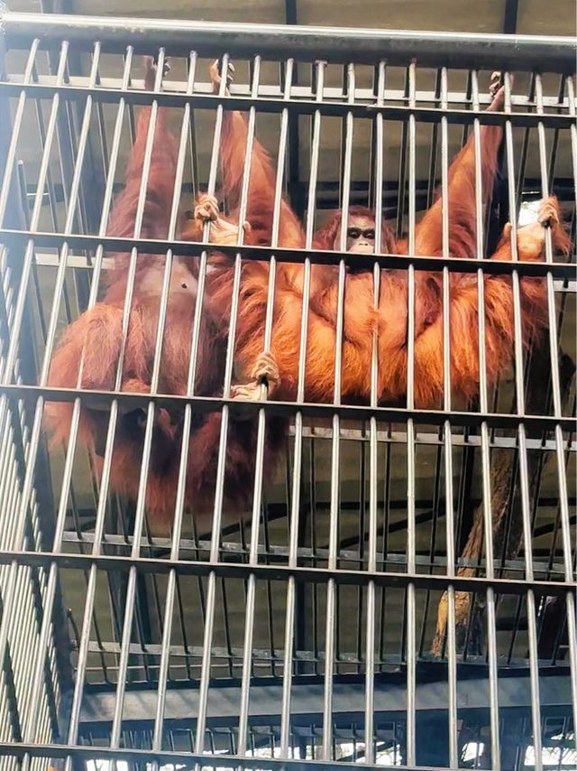 ⭐️亞洲最大動物園～Safari World