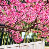 เที่ยวเมืองไทยเหมือนไปต่างประเทศ อ่างขาง