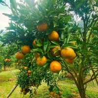 สวนส้มชไมพร🍊🍊